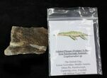 Polished Pliosaur (Liopleurodon) Bone - England #23254-1